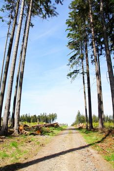 Nadelwald mit Lücken vor blauem Himmel