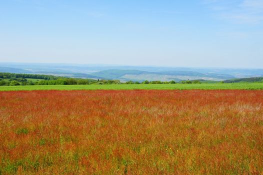 Feld mit rotem blühendem Sauerampfer