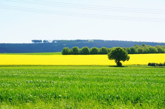 Bäume, Rapsfeld und Getreidefeld