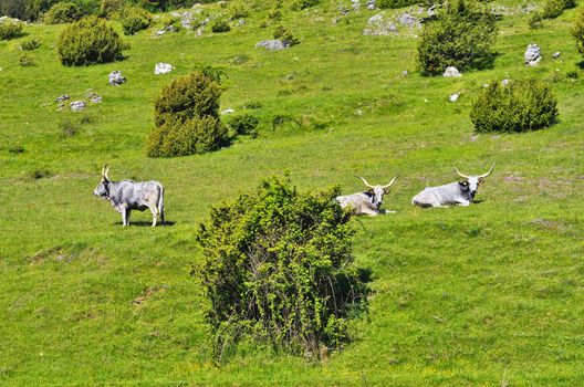 White bulls on the green mountain meadow