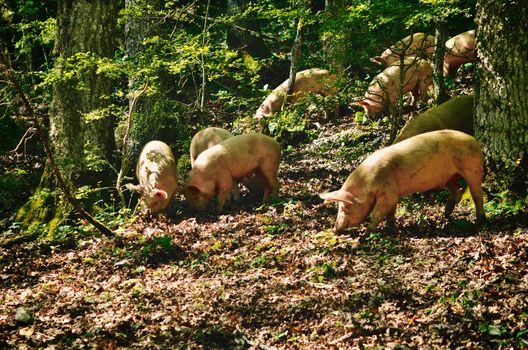 Herd of italian pigs eating acorns of oaks in the forest