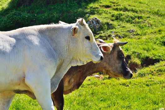 Two cows against the green meadow