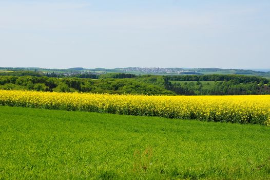 Rapsfeld mit Monzelfeld in der Ferne
