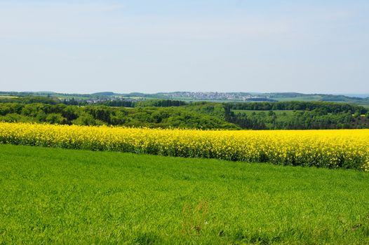 Rapsfeld mit Monzelfeld in der Ferne
