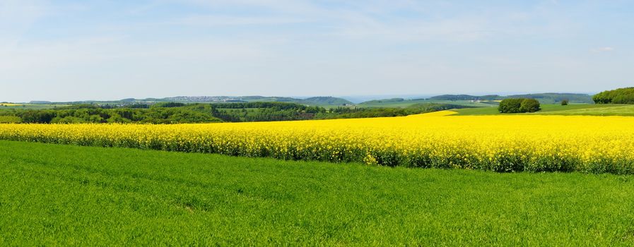 blühendes Rapsfeld Panorama mit Monzelfeld in der Ferne