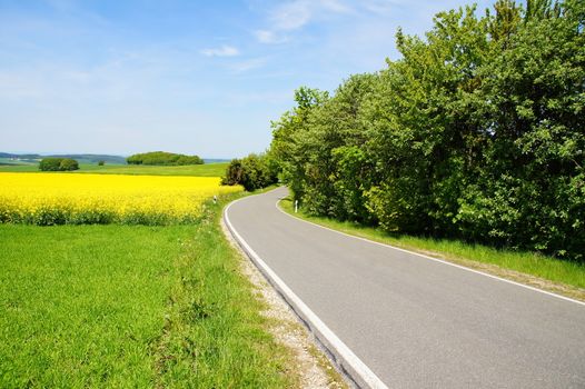 schmale Landstraße zwischen Rapsfeld und Bäumen