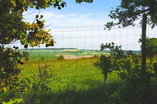 Wildzaun am Waldrand
