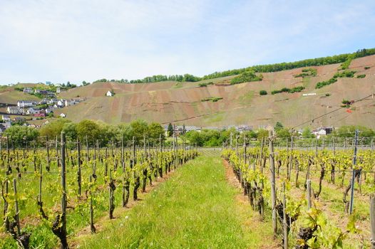 Weinlage Ürziger Würzgarten mit roter Erde