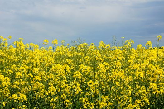 blühender Raps unter wolkigem Himmel
