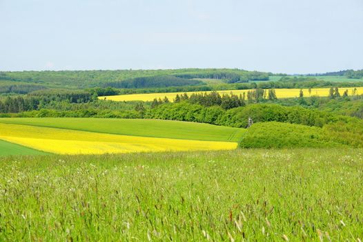 Wald, Feld und Wiese im Frühling