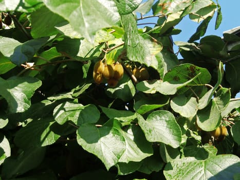 Fresh kiwi fruits growing on the tree