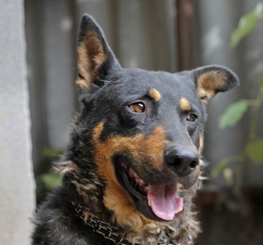 Portrait of mature dog sitting on the backyard