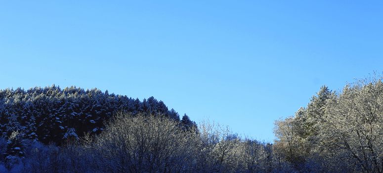 Trees covered with hoarfrost and snow in mountains