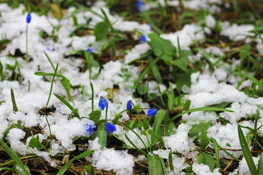 First Spring Flowers growing in the forest