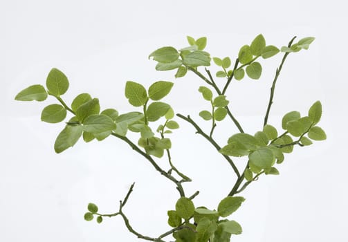 Isolated green bilberry bush on the white background