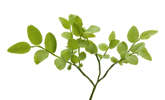 Isolated green bilberry bush on the white background