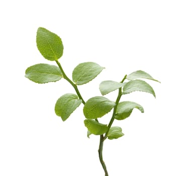 Isolated green bilberry bush on the white background