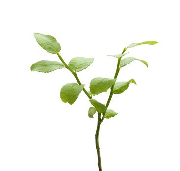 Isolated green bilberry bush on the white background