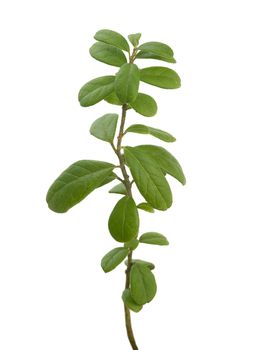 Isolated green branch of red whortleberry on the white background