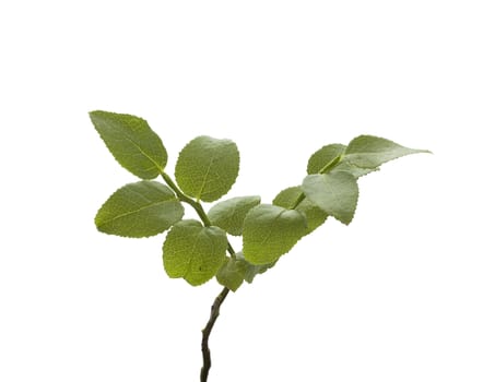 Isolated green bilberry bush on the white background