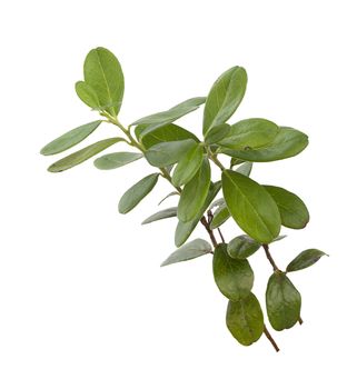 Isolated green branch of red whortleberry on the white background