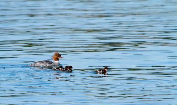 Female goosander (mergus merganser) and babies on its back swimming onto the water