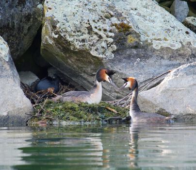 Male and female crested grebe ducks (podiceps cristatus) at their nest in the rocks by sunset