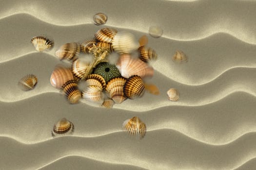 Various sea shells on sand at the beach