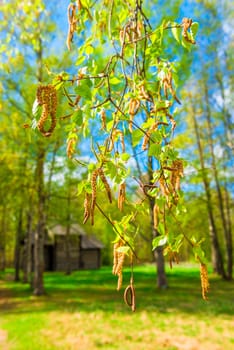 macro shot of blooming spring birch