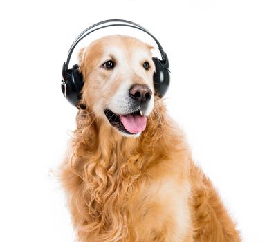 red retriever with headphones on a white background