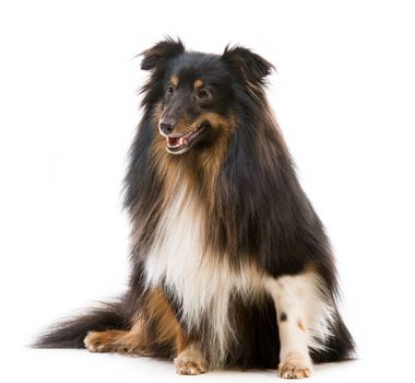 Sheltie dog breed on a white background