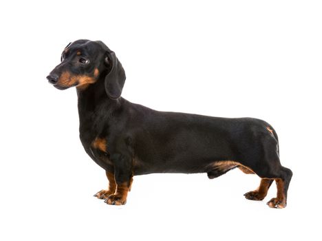 dog breed dachshund on white background