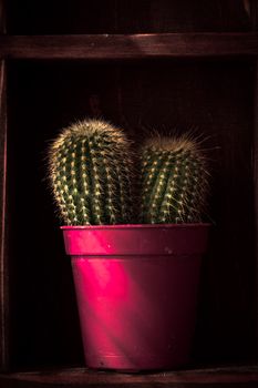 Home decoration, cactus on rustic shelf , artistic processed photo