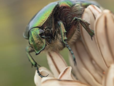 Close up  of Green bug, rose chafer, cetonia aurata on lilly flower