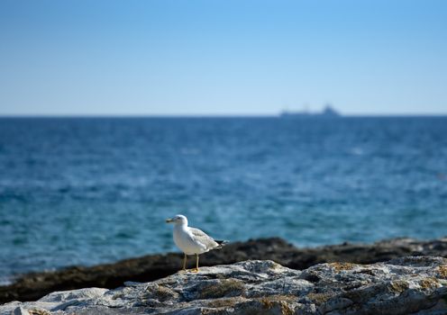 Seagull on a rocky beach , huge boat passing behind him on the horizont