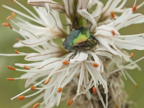 Close up  of Green bug, rose chafer, cetonia aurata on lilly flower