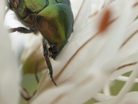 Close up of Green bug, rose chafer, cetonia aurata on lilly flower