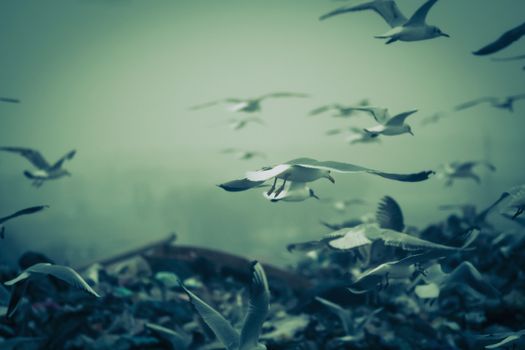 Apocalyptic scene of birds flying over the dump , retro style artistic toned photo