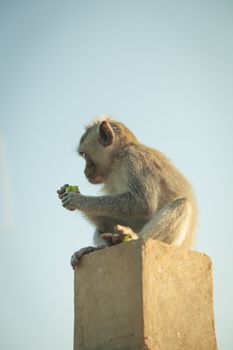 Monkey at sunset Pura Luhur Temple, Uluwatu, Bali, Indonesia