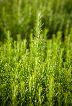 Rosemary background, fresh plant growth, scented spice, alternative herbal medicine, aromatic spices for food, natural texture