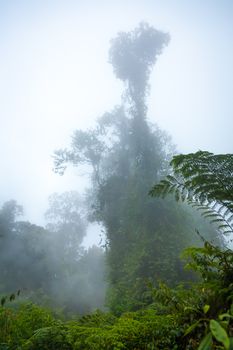 Indonesian rainforest on autumn day