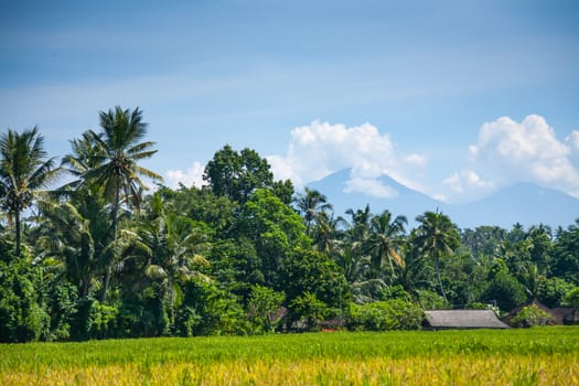 Beautifun Balinese landscape in summer time