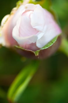 Tender bud of the dog rose's pink flower.