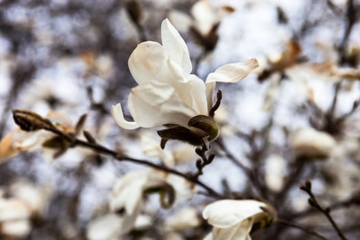 White flowers of the magnolia tree in early spring.