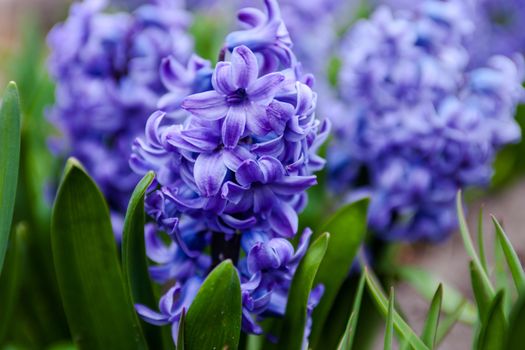 Romantic and delicate spring flower Hyacinth in bloom