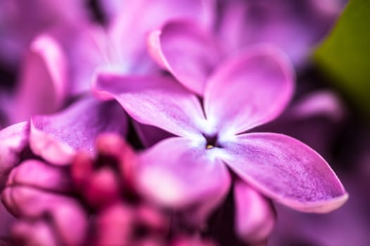 Closeup of beautiful and delicate spring lilac flowers 