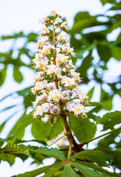 Bunch of white flowers of the horse-chestnut tree