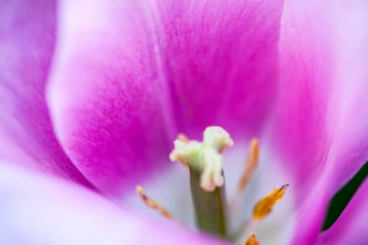 Closeup of the blooming pink tulip flower