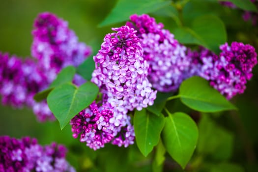 Branches of beautiful and delicate spring lilac flowers 