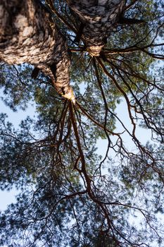 Silhouettes of two pine trees against the sky